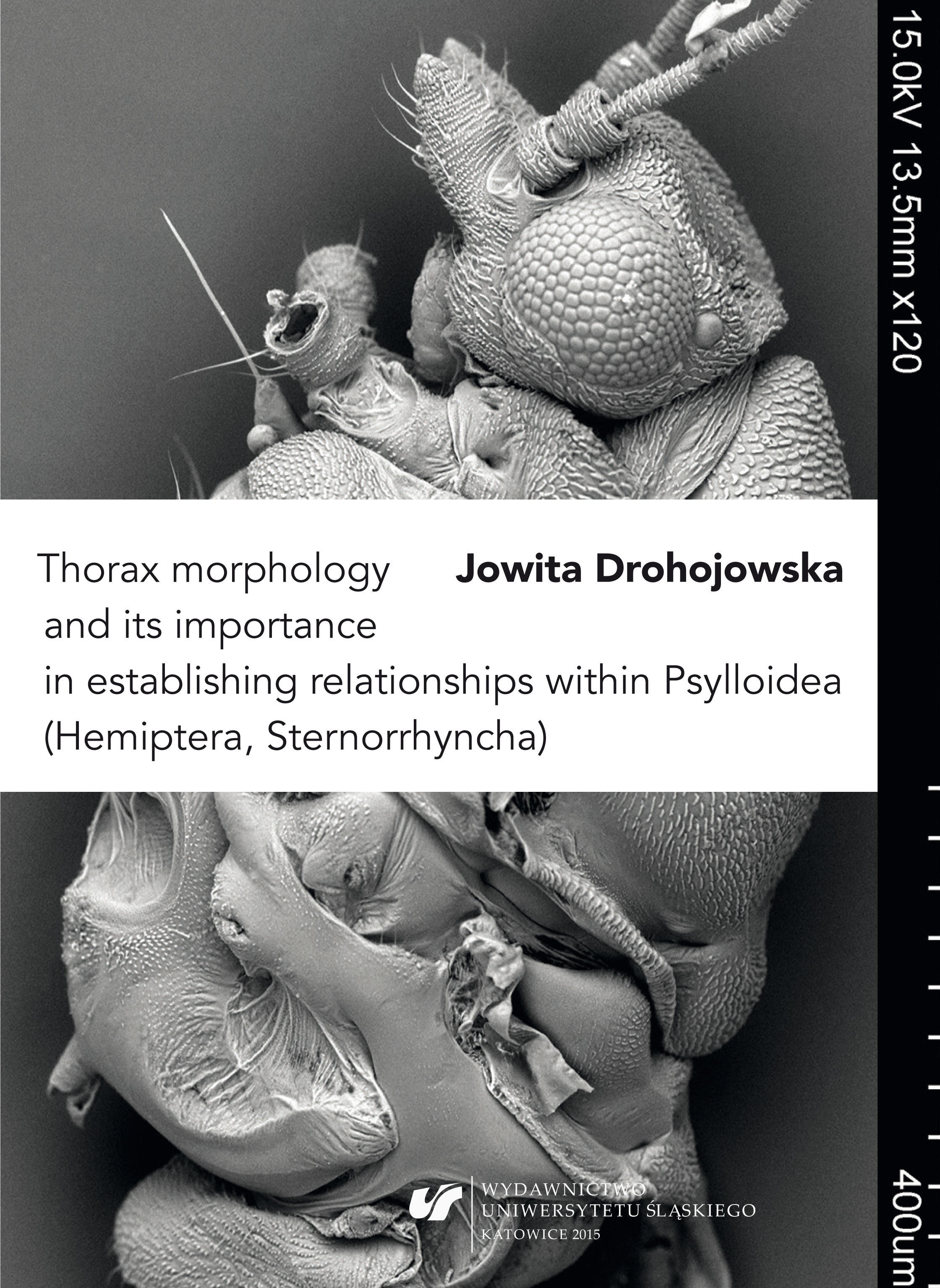 Thorax Morphology and Its Importance ...